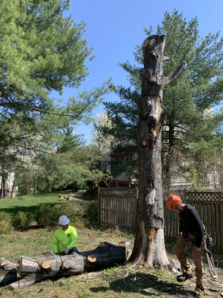 Landscaping stump removal, Riverdale MD