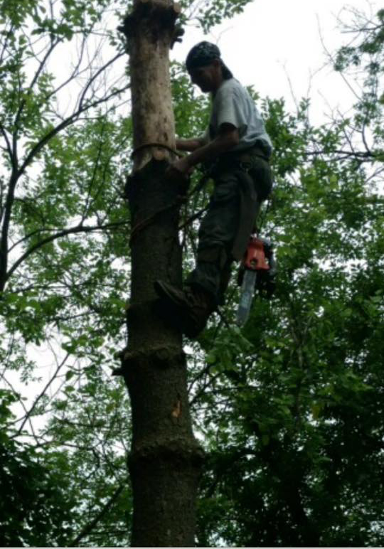 Tree Removal