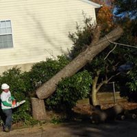 Tree Removal