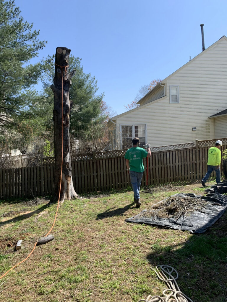 tree work 4