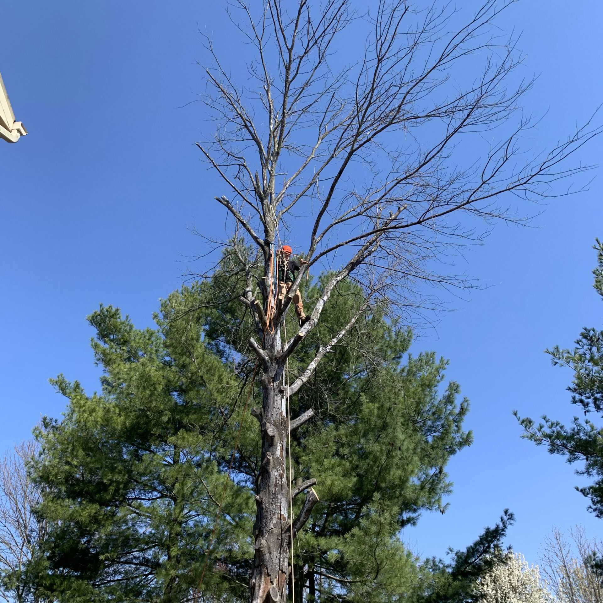 up in tree